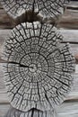 A fragment of the wall of the log house. Chapped ends of old logs. Natural wood, rough texture