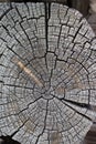 A fragment of the wall of the log house. Chapped ends of old logs. Natural wood, rough texture