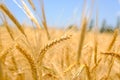 Fragment of a wheat field