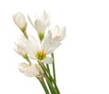 A fragment of white lilies ' bunch Royalty Free Stock Photo