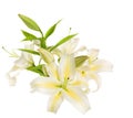 A fragment of white lilies ' bunch Royalty Free Stock Photo