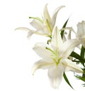 A fragment of white lilies ' bunch