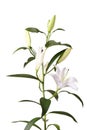 a fragment of white lilies ` bunch on a white