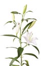 a fragment of white lilies ` bunch on a white