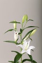 a fragment of white lilies ` bunch on a white