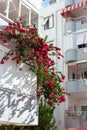 Fragment of white modern building balconies decorated with red potted plants Royalty Free Stock Photo