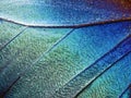 A fragment of a wing of the Blue morpho butterfly, high magnification. Royalty Free Stock Photo