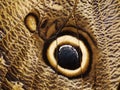A fragment of a wing of a forest giant owl butterfly with an eye-spot
