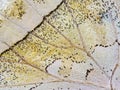 A fragment of a wing of the forest mother-of-pearl butterfly. Royalty Free Stock Photo