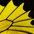 A fragment of a wing of golden birdwing butterfly, Triodes rhadamantus.