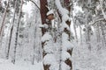 Fragment of the winter park with nest box on pine Royalty Free Stock Photo