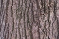 Fragment of wood structure of gray-brown bark of the post oak tree in close-up. Natural organic texture background for design