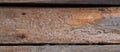 Fragment of a wooden building. Close up. Boards damaged by bark beetles covered with patterns of their passages Royalty Free Stock Photo