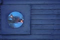 Fragment of a wooden fence with a round window. In the window is a beautiful winter night view of the village house. Royalty Free Stock Photo