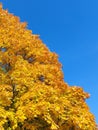 Fragment of yellow maple tree on clear blue sky Royalty Free Stock Photo