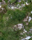 Fragments and background of an ancient fortress wall overgrown with moss.