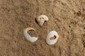 Fragments of beautiful seashells found on the coast of Sri Lanka