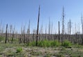 Fragments of burned trees