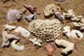 Fragments of coral reefs along the coast of Sri Lanka
