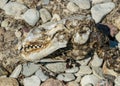 Fragments of a dead seal skeleton on a background of pebbles, Baltic Sea coast, Estonia Royalty Free Stock Photo