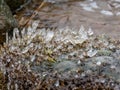 Fragments of frozen seaweed ice texture