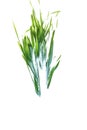 Fragments of green grass isolated on white background isolate Royalty Free Stock Photo