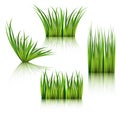 Fragments of the green grass on white.