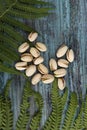 Fragments of green leaves of fern on a blue wooden trimmed background, in the center is a group of fishek nuts. Royalty Free Stock Photo