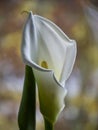 Fragments of kallas flower on blurry background