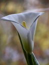 Fragments of kallas flower on blurry background