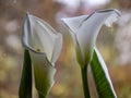 Fragments of kallas flower on blurry background