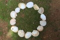Fragments of seashells found on the coast of Sri Lank