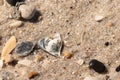 Fragments of shells spread across the sand at the beach with smooth pebbles mixed in. This seen at Cape May New Jersey.