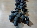 Fragolino black grapes raisining for winemaking fruit