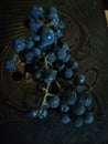 Fragolino black grapes raising for winemaking fruit