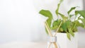 Fragrance sticks in glass bottle with flower in a vase on the white background Royalty Free Stock Photo