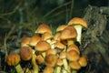 Fragrances of the forest. A bunch of little beautiful mushrooms