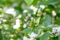 Fragrant abelia Zabelia tyaihyonii budding pinkish-white flowers