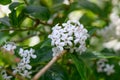 Fragrant abelia Zabelia tyaihyonii with fragrant pinkish-white flowers