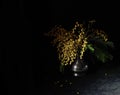 Fragrant bouquet of mimosa in vintage jug on a black background Royalty Free Stock Photo