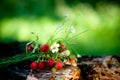 Fragrant bouquet of strawberries in the June forest Royalty Free Stock Photo