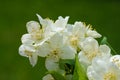 A fragrant branch of white jasmine in the fresh air Royalty Free Stock Photo