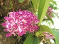 Fragrant brooming orchid in tropical garden