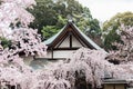 Cherry Blossoms Surround a Temple in Nara