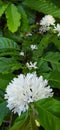 fragrant coffee plant flowers