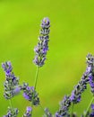 fragrant colorful blossomed flower of lavender