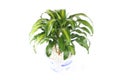 Fragrant dracaena