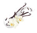 Fragrant dried vanilla sticks with flower in milk splashes on a white background Royalty Free Stock Photo