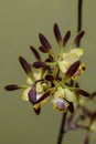 Fragrant Encyclia alata, brown en yellow honey-scented flowers Royalty Free Stock Photo