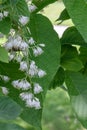 Epaulette tree Pterostyrax hispidus, some pending, fragrant white flowers